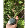 Moss Agate and Air plant crystal Accent for office and home decor gifting.